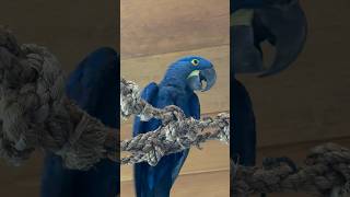 Has your Hyacinth macaw Dory met all the other birds?