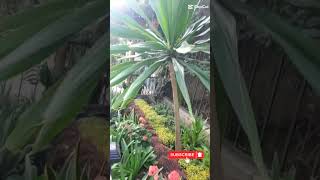 How to upgrade your home with Yucca Plant! 🌱✨shorts #nature #plants #homedecor #vlog #mydream