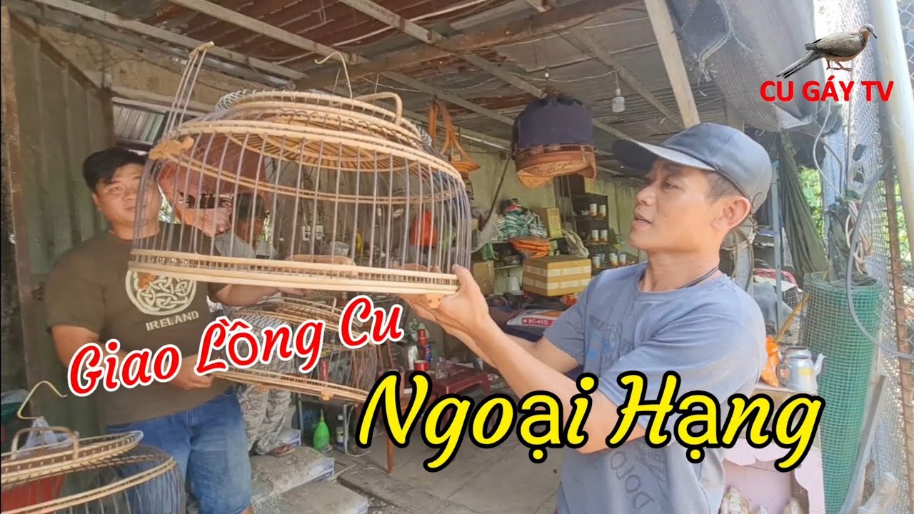 Giao 5 Cái Lồng Cu Gáy Ngoại Hạng Cho Đại Gia Đức Hòa - Long An .