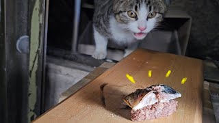 Cooking sushi for the street cat