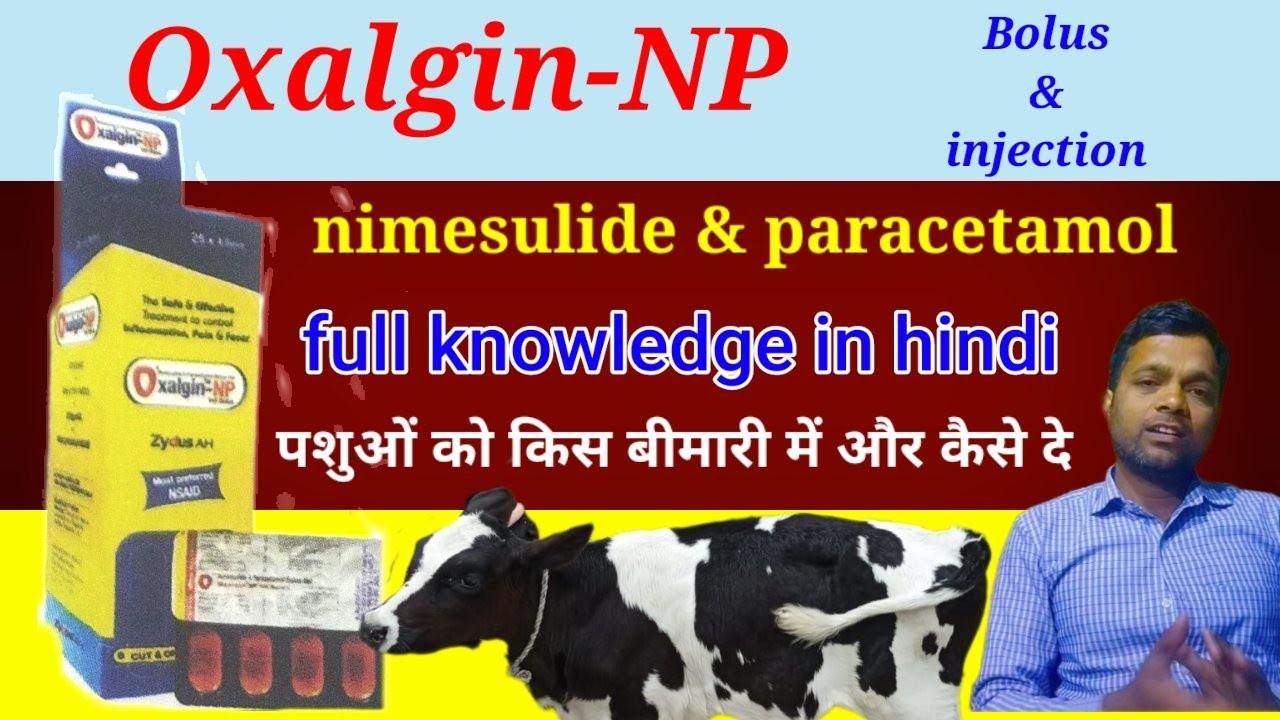 Oxalgin -Np bolous & injection | Nimesulide | Paracetamol | Veterinary injection | Manjhi Veterinary