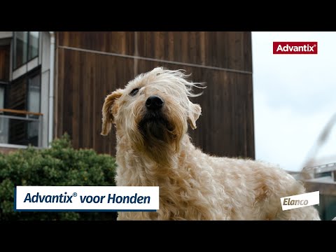 oogopslag zelf erger maken Advantix Spot On 400 Anti Vlooien en Teken Druppels Hond 25 - 40 kg 4  pipetten | Plein.nl
