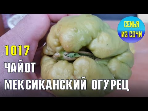 Мексиканский огурец (чайот) | Жизнь на Юге