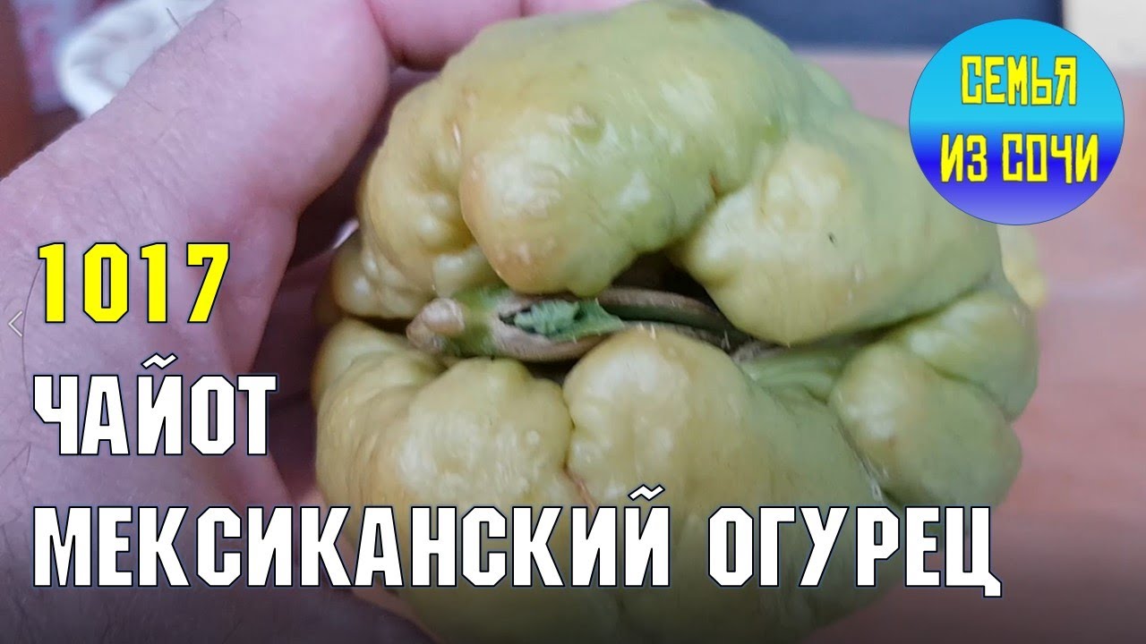 Мексиканский огурец (чайот) | Жизнь на Юге