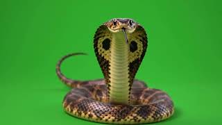 Realistic Cobra Snake Green Screen 🐍 | Snake Attack VFX | 4K Green Screen Update