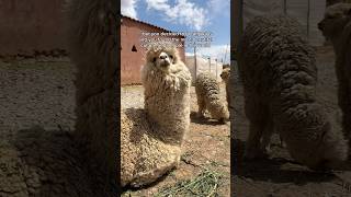 best decision ever 🙌 📍Cusco, Peru 🇵🇪