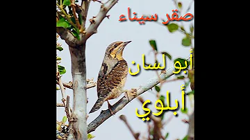 صوت ابلوي للصيد صوت ابو لسان للصيد صوت ابو الواء للصيد 