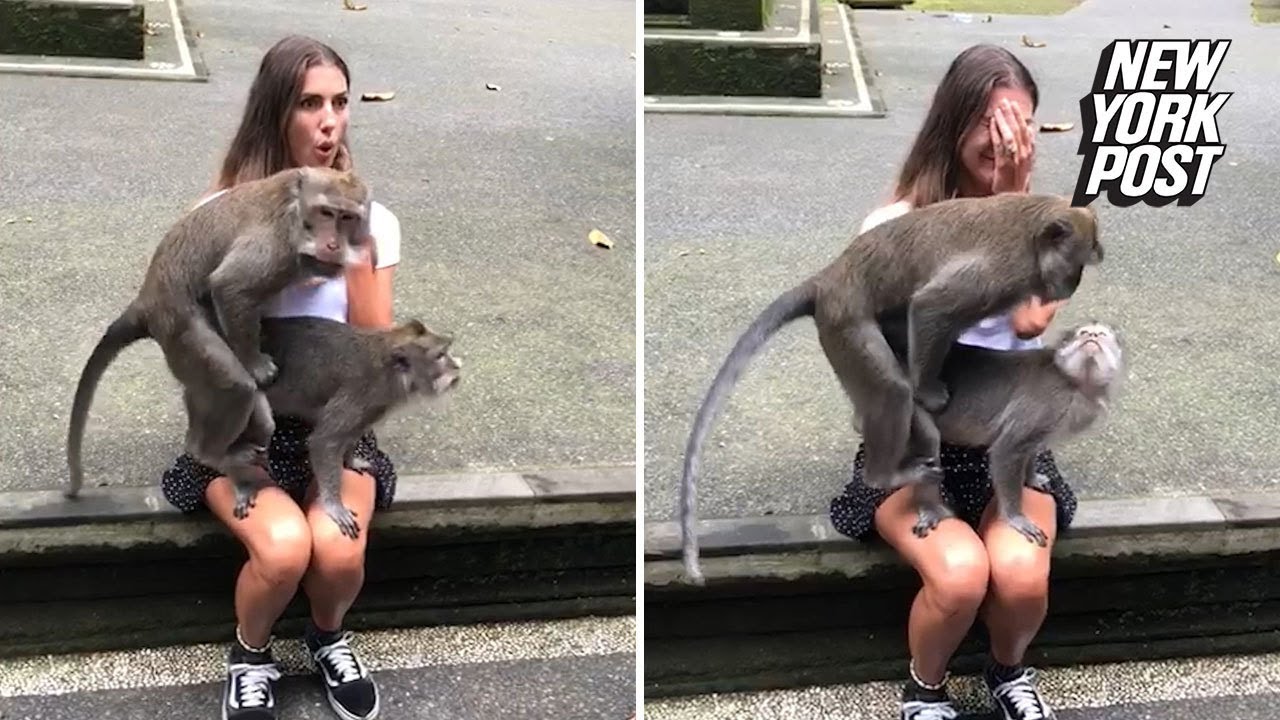 Monkey fuck lady