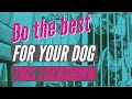 Handle dog stress in  lockdown  tips and strategies to calm and relax your dog  in hindi