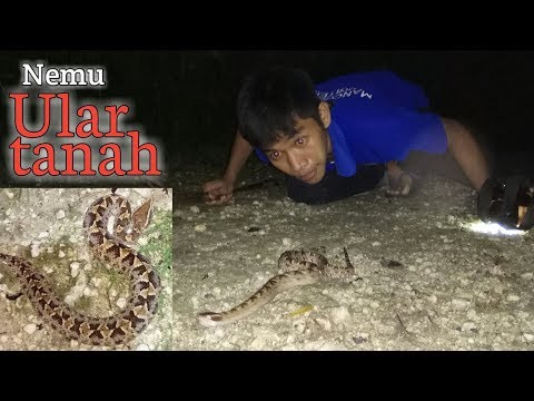 Ular siyishadi va ichishadi