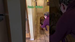 Wicket the Briard  Fetch #clickertraining #dogtricks #trickdogs