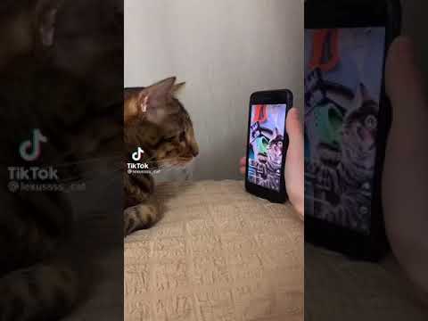 Kedi Kafa Sallama Akimi Mp3 Mp4 Indir Dur