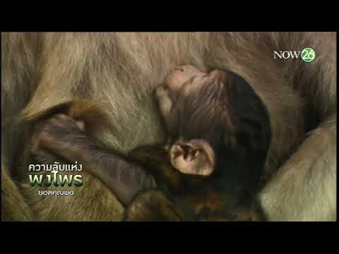 สารคดี ยอดคุณพ่อ 21 พฤศจิกายน 2561 HD