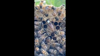 How a honeybee colony works?