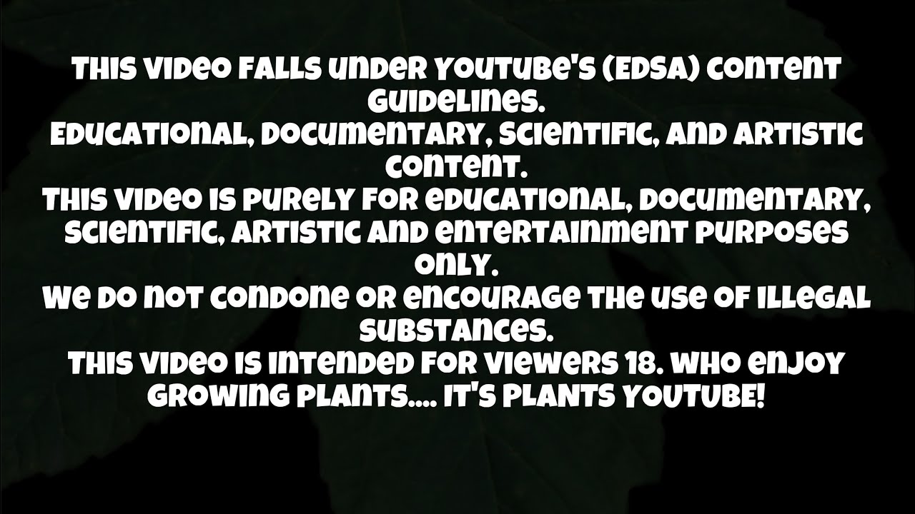 Update on killer Queen ￼