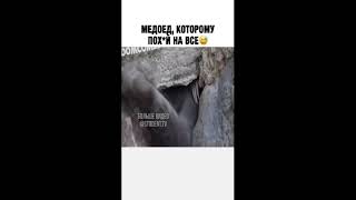 Борзий Медоєд #ТопYoutube