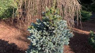 Abies koreana ' Kohouts Icebreaker ' Miniature Korean Fir  March 12, 2020