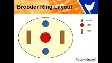 Brooder Temperature & Chick Behavior