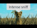 The Roblox Animal Experience