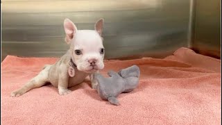 Tiny Frenchie hates Monday. Wishing every day was Sunday, Opie Sunmist puppy by Wagging Tails Rescue 9,106 views 3 weeks ago 16 minutes