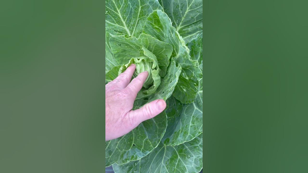 Cabbage is finally forming a head, if the caterpillars don’t eat it