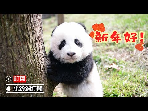 《超萌滾滾秀》293期 熊貓糰子大拜年 | iPanda熊貓頻道
