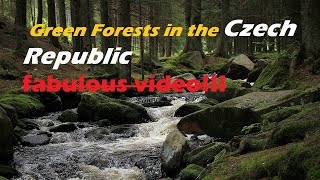 مشاهد رائعة من غابات جمهورية التشيك ,,, روعة