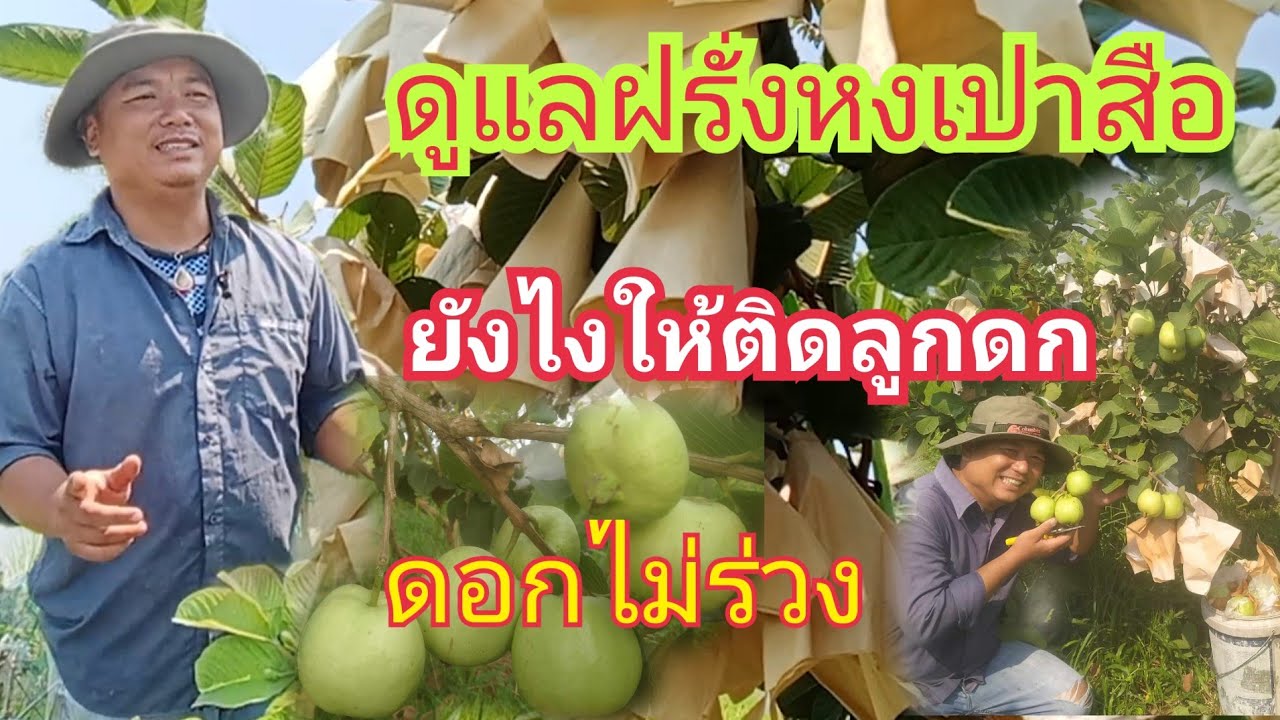 ฝรั่งหงเปาสือ วิธีปลูก ดูแล ให้ลูกดกดอกไม้ร่วง สูตรปุ๋ย ฮอร์โมน คลิปนี้ดูจบแก้ปัญหาในสวนได้แน่นอน