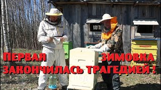 Первая зимовка моих пчёл закончилась трагедией !