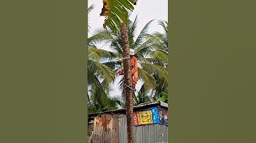 Tiếc nuối nhưng đành phải cưa cây Dừa Xiêm siêu trái của bác Bảy ở xã Tân Lý Tây #cưacây #travel