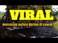 Unik bangett,,disini sawah di tanami pohon durian bukan padi,,#durian #viral #investasi