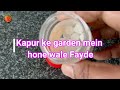 Kapur ke garden mein fayde benefits of camphor in the garden  exploring kapurs garden magic