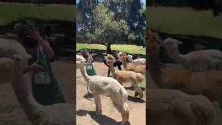 Funny Animal moments 😂😂😂 #trending #comedy #funny