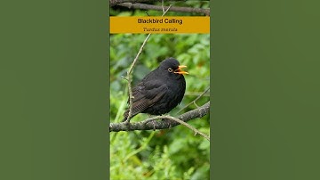 Common Blackbird calling - Bird sounds #shorts