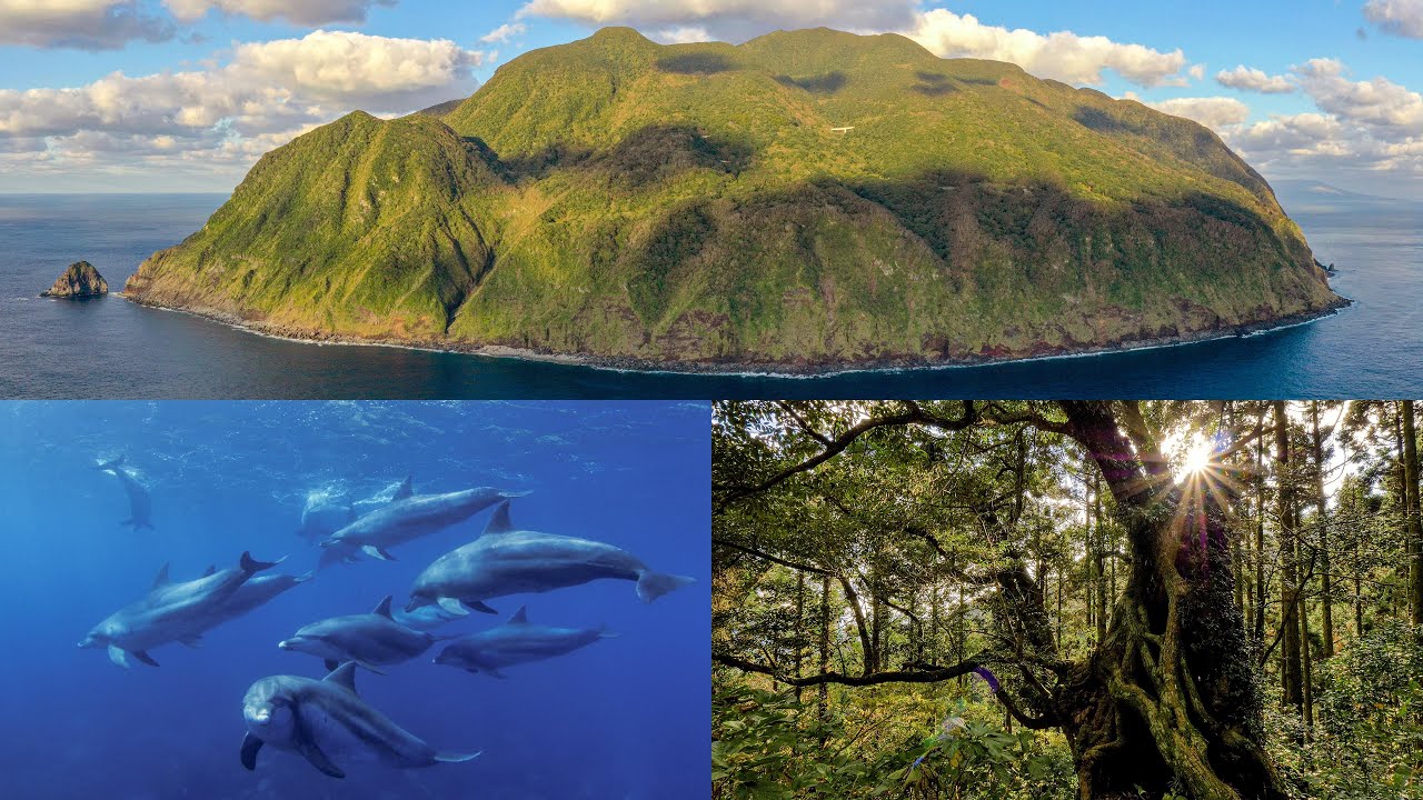 4k 東京の秘境の島 御蔵島 原生林とイルカの島 Mikura Jima Island In Tokyo Islands Izu Islands Youtube