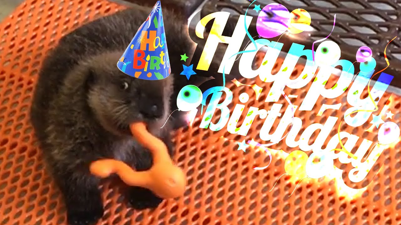 Sea Otter Celebrates Her Birthday, Thanks To Rescuers