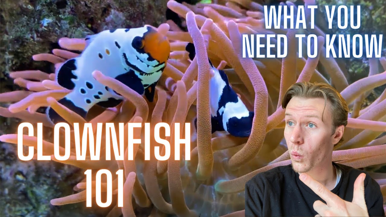 The Ultimate Clownfish Care Guide - Everything You Need To Know!