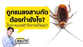 ถูกแมลงสาบกัด อันตราย? แพ้แมลงสาบ ถึงตายได้เลยหรอ? ต้องปฐมพยาบาลยังไง l SPRiNGสรุปให้