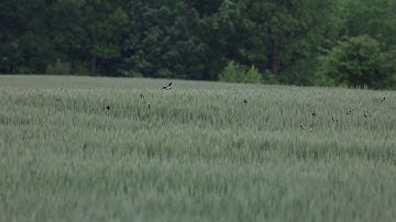 Bobolink 20200501001026