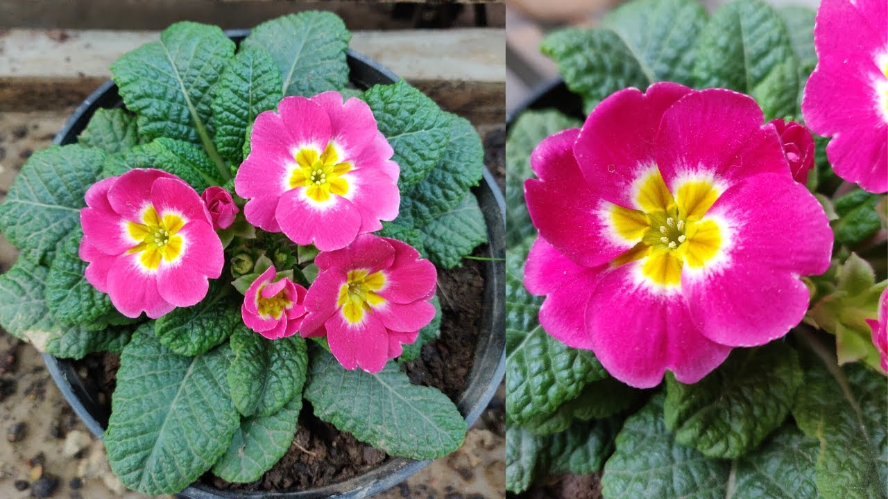 Primrose Flower