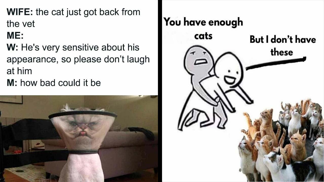 Memes That Blend Internet’s Most Favorite Things — Humor And Cats