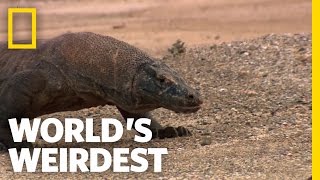 Toxic Dragon | World's Weirdest