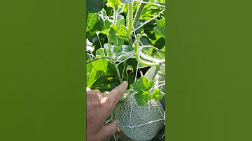 What S Going On With The Cantaloupes 