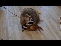 Озорная белка!!! 🤣 Mischievous squirrel