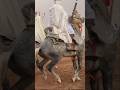 استعراض الخيل وسط التصفيق فنتازيا الجزائر استعراض الخيل وسط التصفيق فنتازيا الجزائر