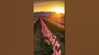 Almasihu aske duniya(Jesus Light of the world)