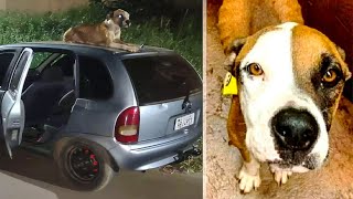 Бездомный пес охранял угнанный автомобиль до приезда хозяина машины