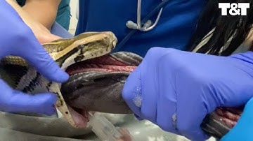 Huge Blanket Pulled From 12ft Python