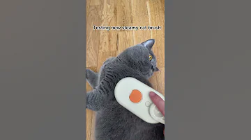 Testing New Steamy Cat Brush | Steamy brush #devicecare #catlover #catbrush