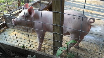 HOW TO MAKE YOUR OWN PIG FEED Formula - Best Quality Feed for LESS